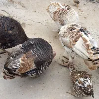 بوقلمون نر و ماده|حیوانات مزرعه|ایذه, |دیوار