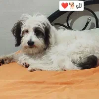 سگ خانگی|سگ|کرمانشاه, |دیوار