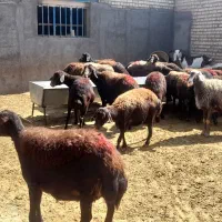 میش|حیوانات مزرعه|فریمان, |دیوار