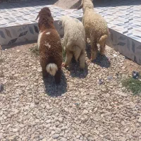 بره