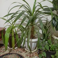گل و گیاه|گل و گیاه طبیعی|سبزوار, طبرسی (جعفرآباد)|دیوار