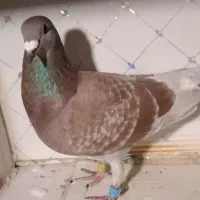 دوبر قوری پلاک ۲۰۲۵