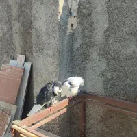 کبوتر جفت دم تخم|پرنده|قرچک, فردیس|دیوار