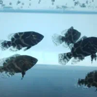 ماهی اسکار پلنگی آمریکایی