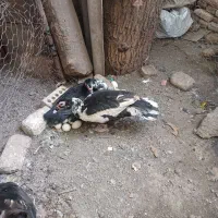 اردک اراعیلی|حیوانات مزرعه|رامیان, |دیوار