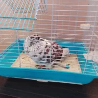 کبوتر بازی گوش قیمت 400هزار