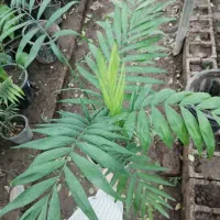 شامادورا|گل و گیاه طبیعی|آستارا, |دیوار