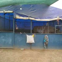 باکس سیار اسب|اسب و تجهیزات اسبسواری|تهران, آشتیانی|دیوار