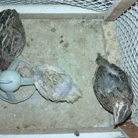 بلدرچین ماده