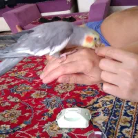 پرنده عروس هلندی