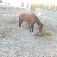 اسب|اسب و تجهیزات اسب‌سواری|قوچان, |دیوار