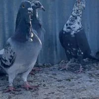 کبوتری فری سینه سفید|پرنده|مشهد, کلاهدوز|دیوار