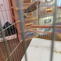 تعداد ی سهره و سهره قناری به فروش میرسد.