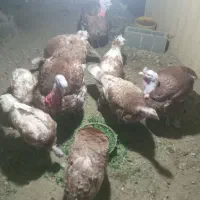 بوقلمون ماده