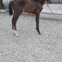 کره دره شور سه ماهه