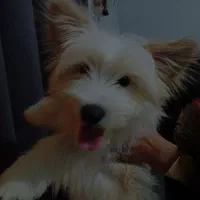 شیتزوفروش فوری|سگ|رشت, فلسطین|دیوار