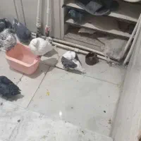 کبوتر پرشی خوب|پرنده|جوادآباد, |دیوار