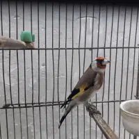 سره نر دوساله