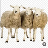 خریدار گوسفند بره میش قوچ ششیک ار هر نوع نژادی
