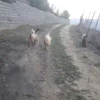 فروش بزغاله|حیوانات مزرعه|مرزنآباد, |دیوار