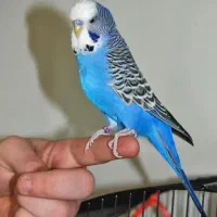 مرغ عشق نر