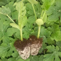 نشا هندوانه و گوجه فرنگی