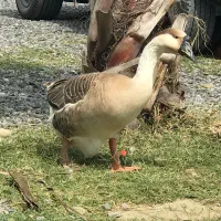 قوغاز اصل مخصوص پرورش