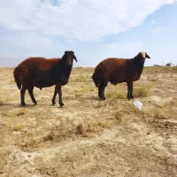 قوچ هترو افشاری