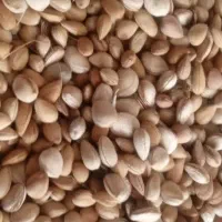 بادام کوهی(الوک)