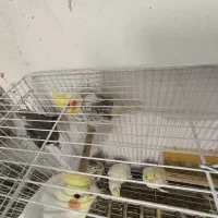 تعدادی عروس هلندی جفت و مولد و جوجه عروس|پرنده|بومهن, |دیوار