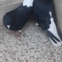 شامی ودم سفید کاکلی نروماده طوقی کله سینه کلاغ|پرنده|مشهد, آزادشهر|دیوار