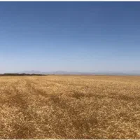 اجاره ۱۰۲ هکتار زمین کشاورزی جهت دیم|اجارهٔ دفتر صنعتی، کشاورزی، تجاری|فامنین, |دیوار