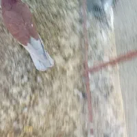 ۳۵۰هزار تومان نر کاکولی سرخ|پرنده|هرند, |دیوار