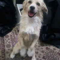 واگذاری رایگان شیتزو نر