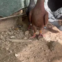 مینا کاکلی و زرد و سرخ|پرنده|مه ولات, |دیوار