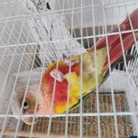 یک جفت گرینچیگ مولد و صحبتی|پرنده|کاشمر, |دیوار