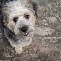 واگذاری رایگان شیتزو تریر