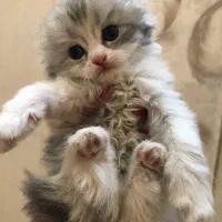 اسکاتیش عروسکی