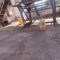 سگ پاکوتاه