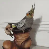 عروس هلندی ماده