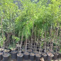 اقاقیا نهال و درخت