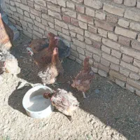 مرغ محلی|حیوانات مزرعه|خمین, |دیوار