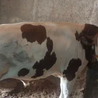 گوساله نر سمینتال اصل