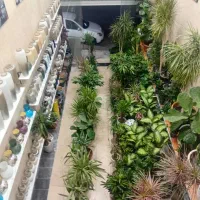 گل و گیاه اریکا|گل و گیاه طبیعی|ری, فیروزآبادی|دیوار