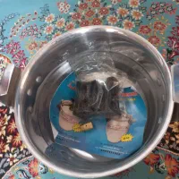 زودپز و سرخ کن نو آکبند|ظروف پخت‌وپز|ری, هاشم‌آباد|دیوار