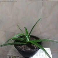 یک گلدان آلوورا