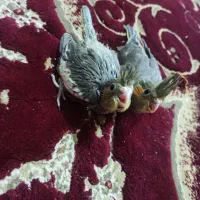 جوجه عروس هلندی|پرنده|یاسوج, |دیوار