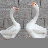 قوغاز گردن ماری چینی