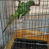 گمشده ملنگو