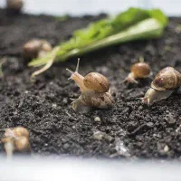 تعدادی جوجه حلزون با قیمت مناسب